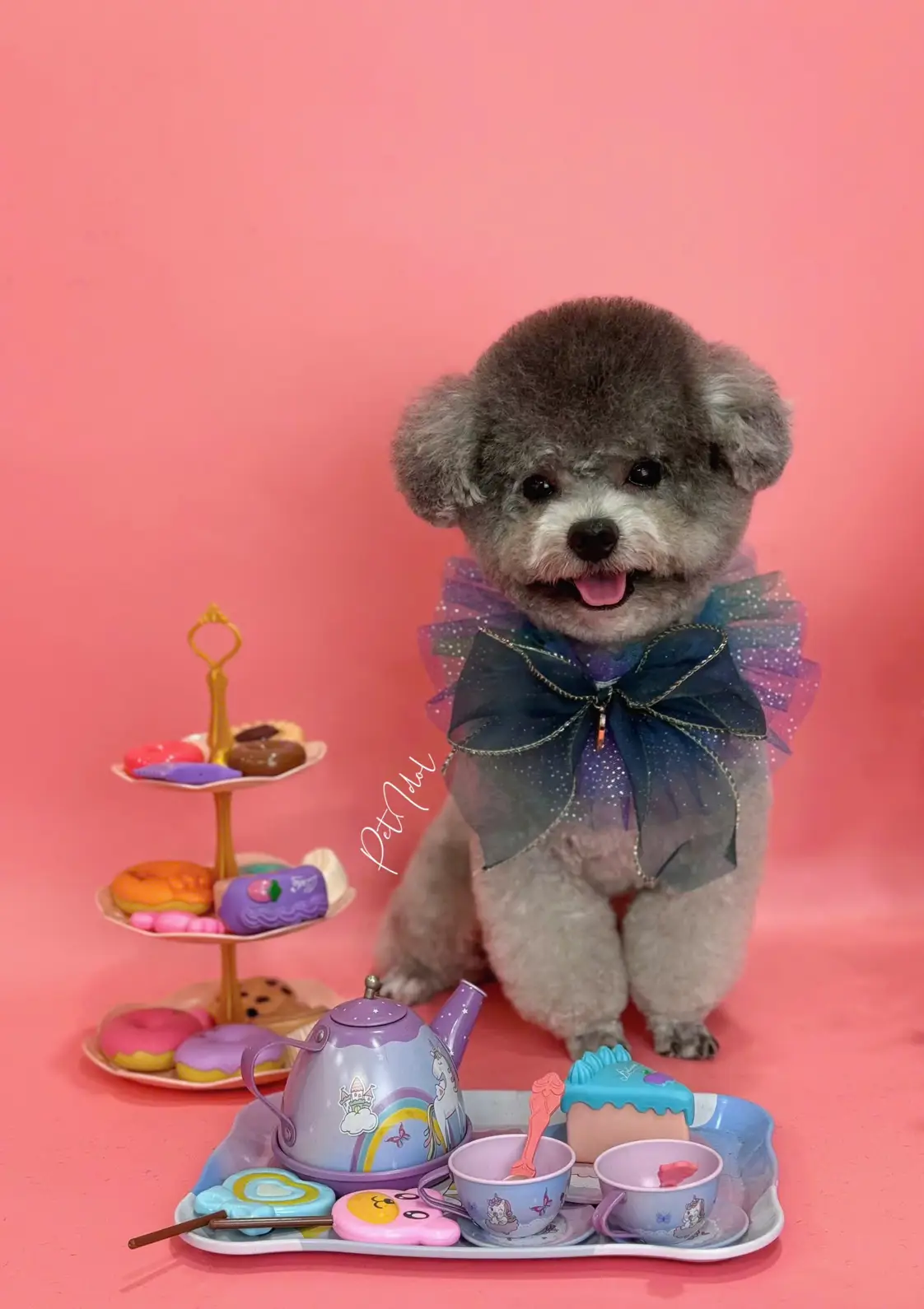 반려동물을 위한 특별한 변신 공간 Pet Idol 입니다. - 3