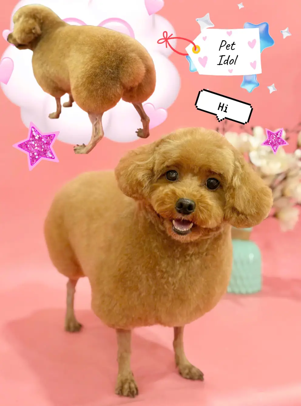 This is a special transformation space for pets, Pet Idol.