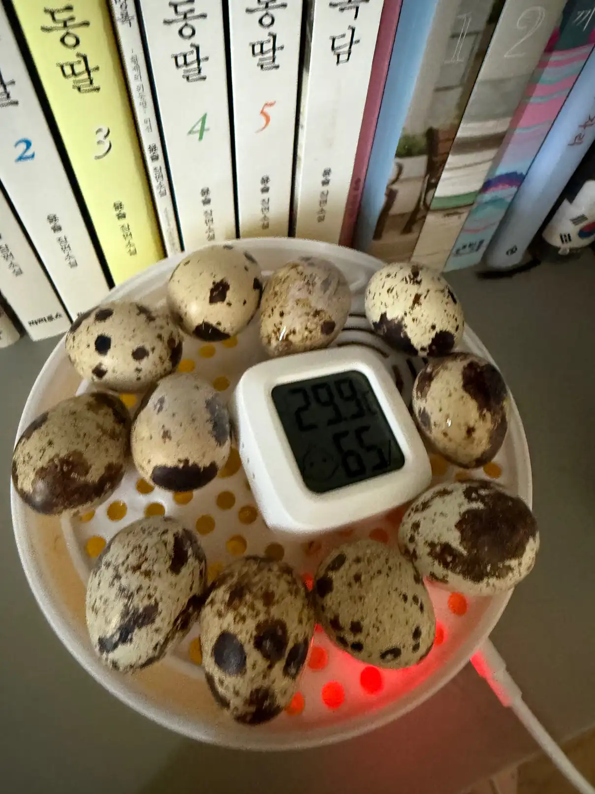 메추리알 부화 대기중 입니다 ^^ | 서림최