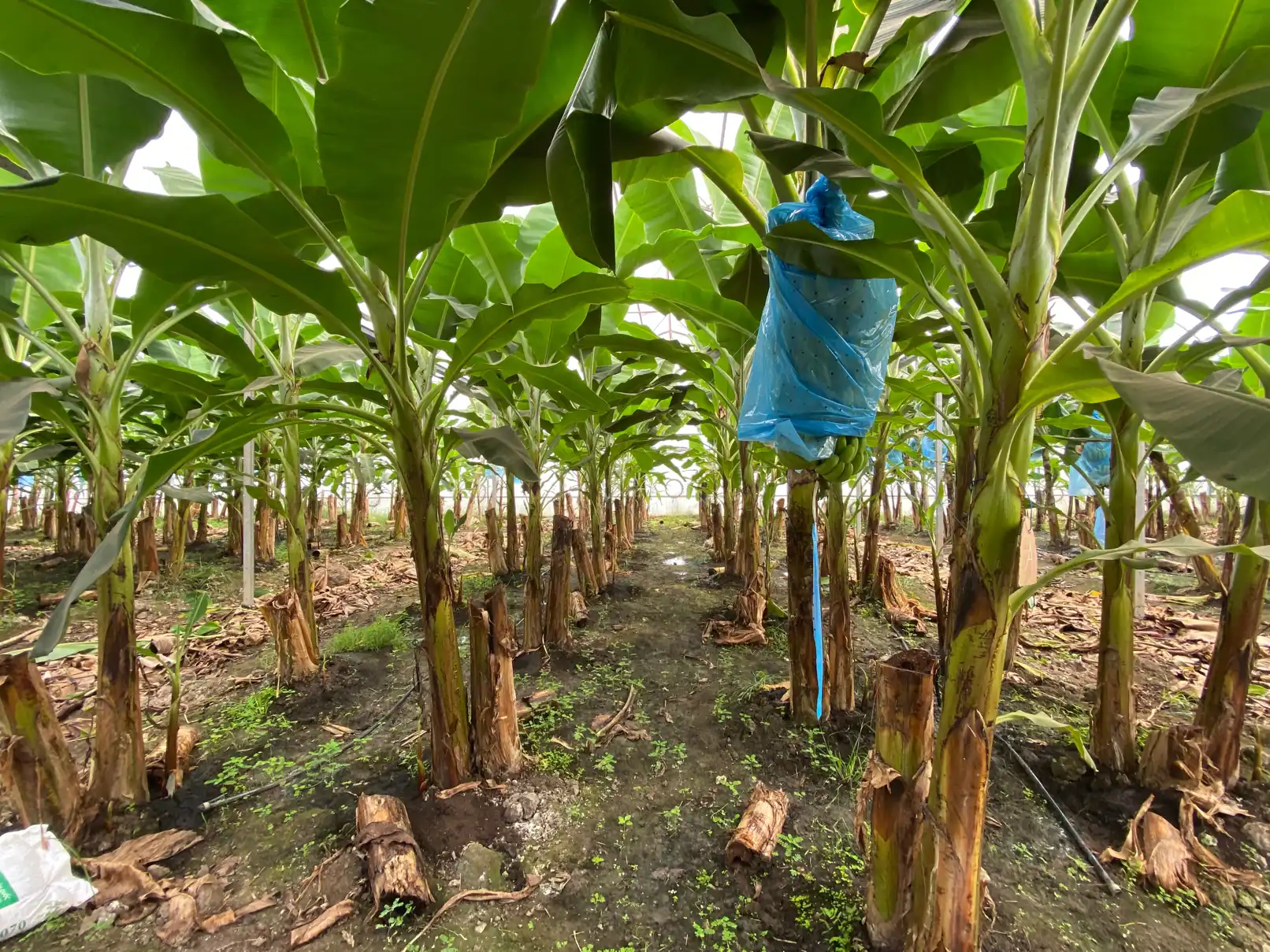 지난 2월 26일에 빈즈응에 위치한 바나나 공장에 방문하였습니다. 한국에서 온ㅇㅇ회사는 생물학적/유기농 살충제 및 살균제 제품군을 통해 베트남 기업의 바나나 농장을 위한 솔루션를 제공하였습니다 🫶 

#한베통번역 #프리랜서 #살충제 #살균제 #유기농 | TrungAnh
