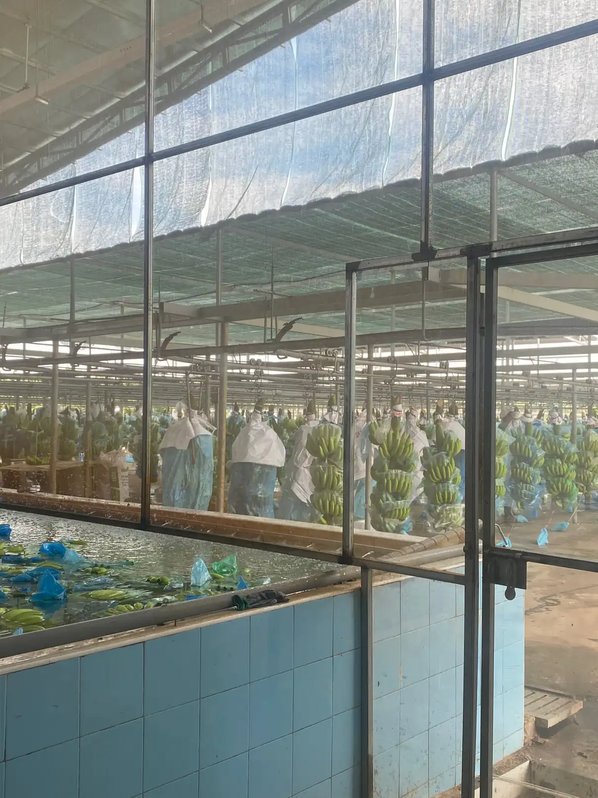 지난 2월 26일에 빈즈응에 위치한 바나나 공장에 방문하였습니다. 한국에서 온ㅇㅇ회사는 생물학적/유기농 살충제 및 살균제 제품군을 통해 베트남 기업의 바나나 농장을 위한 솔루션를 제공하였습니다 🫶 

#한베통번역 #프리랜서 #살충제 #살균제 #유기농 | TrungAnh