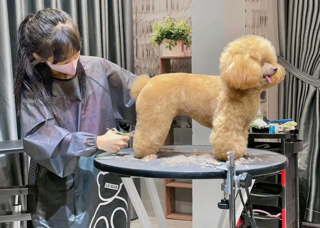 Comprehensive pet care, where your beloved pet shines