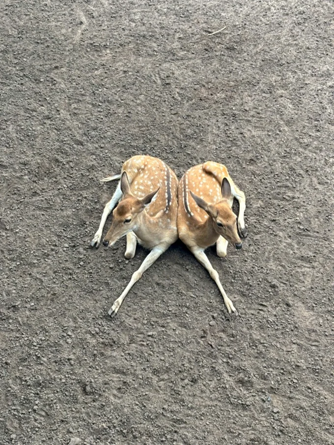오늘 엄마랑 동물원 투어 🕷️ 거미는 무섭고, 🐘 코끼리는 웅장하고, 🦁 사자는 여유롭게 자고…
마지막 코스는 우리 집 강아지 ‘야생 버전’ㅋㅋ 체력 0%라 길바닥에서 기절샷 완성!!!! | KimNgan184