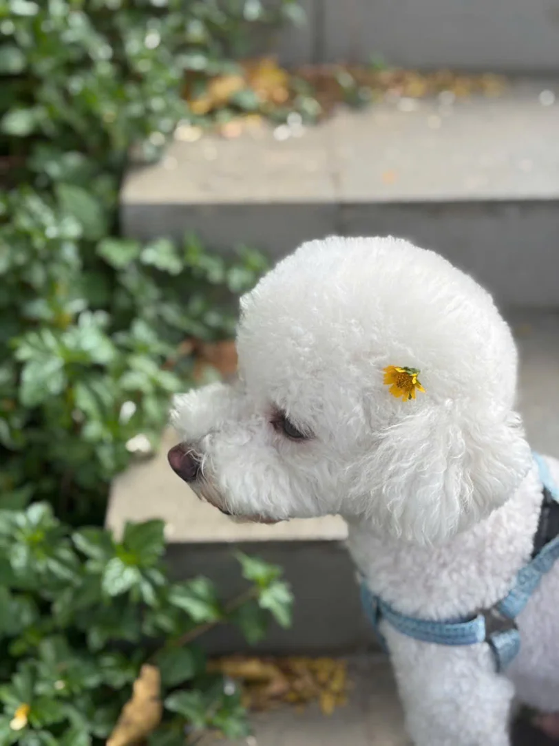 안녕하세요~ 다들 폭삭속았수다 보셨나요?
호치민에서 키우는 제 강아진데 꽃꽂으니 약간 애순이같아 올려봅니당 ㅎㅎ | Stella
