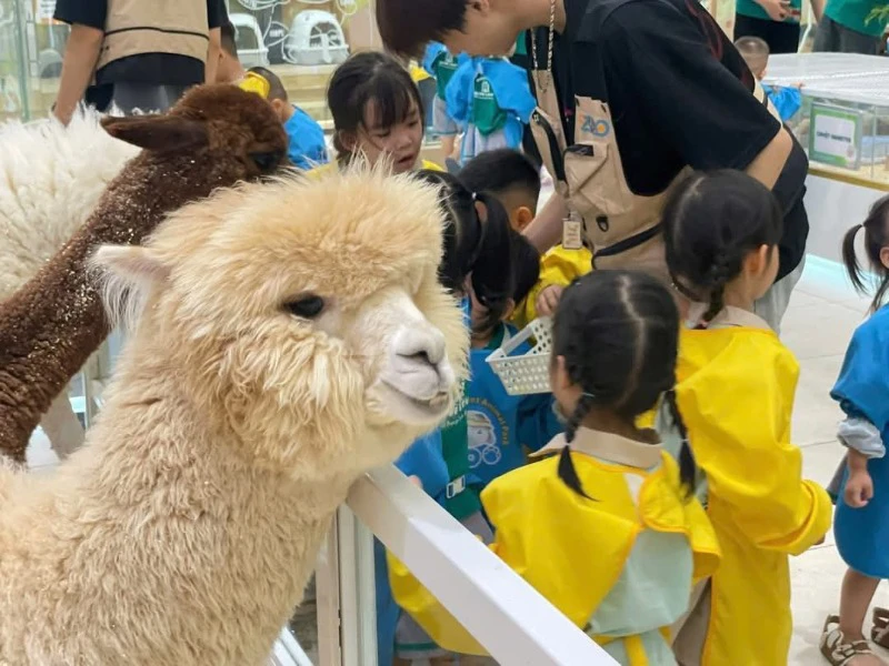 🌕🐾 6ixgo X Ezoo Thảo Điền “귀여운 친구들과 함께하는 즐거운 추석” 🐑✨

✨지난 9월 27일 토요일, 6ixgo와 Ezoo Thảo Điền이 함께한 “귀여운 친구들과 함께하는 즐거운 추석” 이벤트가 많은 가족과 아이들의 관심과 참여 속에 성황리에 진행되었습니다.

아이들은 이날:
🐤 귀여운 노란 오리 롤러코스터를 타며 ... | 6ixgo_vn