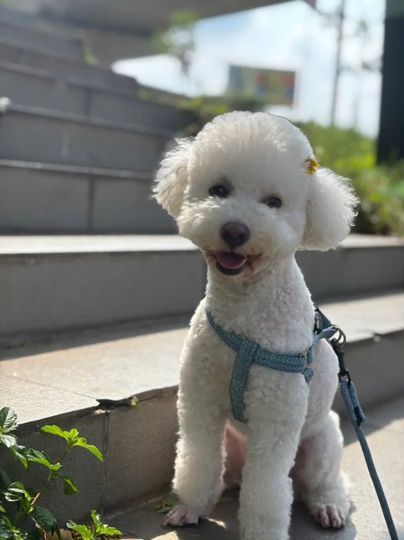 안녕하세요~ 다들 폭삭속았수다 보셨나요?
호치민에서 키우는 제 강아진데 꽃꽂으니 약간 애순이같아 올려봅니당 ㅎㅎ | Stella