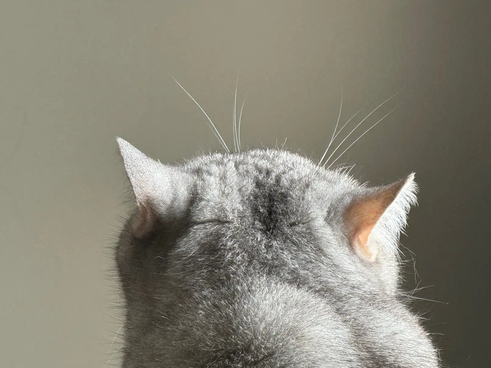 박서인
