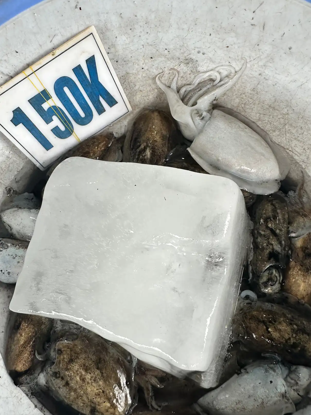 새벽 배가 도착 하는 장소 . 너무 저렴하죠 ㅋㅋ ( 착한 가성비 여행 ). 신선해요. 맛있어요 ㅋ | Principal.Joo