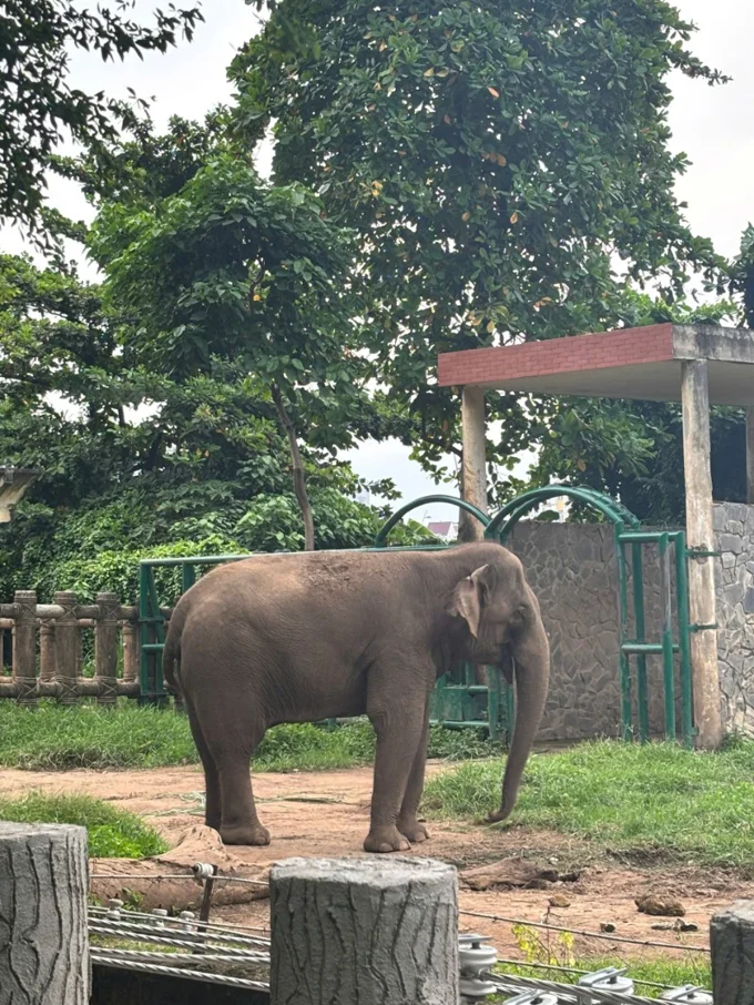 오늘 엄마랑 동물원 투어 🕷️ 거미는 무섭고, 🐘 코끼리는 웅장하고, 🦁 사자는 여유롭게 자고…
마지막 코스는 우리 집 강아지 ‘야생 버전’ㅋㅋ 체력 0%라 길바닥에서 기절샷 완성!!!! | KimNgan184