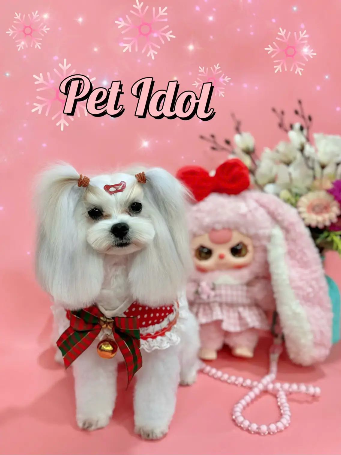 반려동물을 위한 특별한 변신 공간 Pet Idol 입니다. - 2