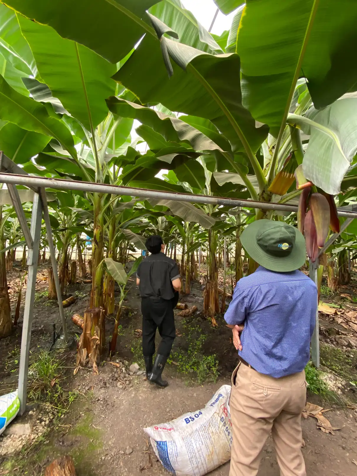 지난 2월 26일에 빈즈응에 위치한 바나나 공장에 방문하였습니다. 한국에서 온ㅇㅇ회사는 생물학적/유기농 살충제 및 살균제 제품군을 통해 베트남 기업의 바나나 농장을 위한 솔루션를 제공하였습니다 🫶 

#한베통번역 #프리랜서 #살충제 #살균제 #유기농 | TrungAnh