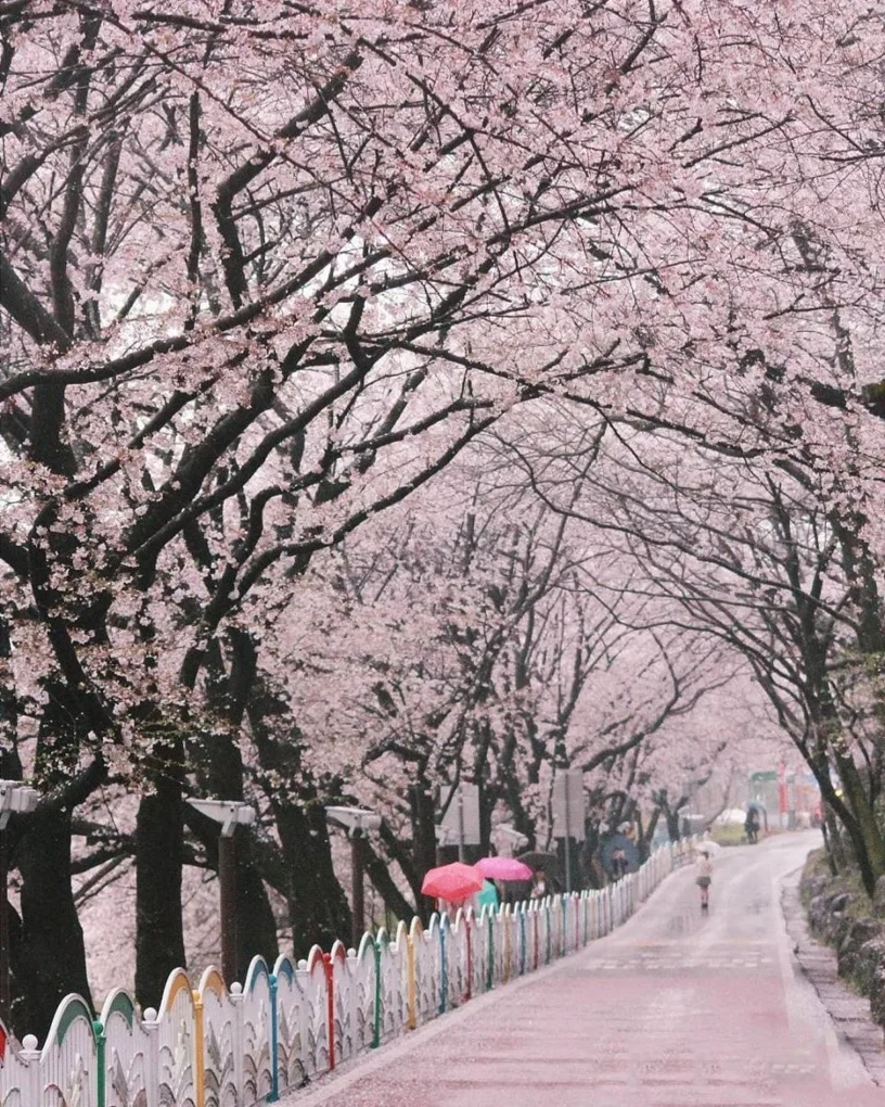 [VN Blog] 벚꽃을 보러 가야겠어! 🌸✈️

어젯밤, 갑자기 붕어빵이 너무 먹고 싶었어요. 따뜻한 붕어빵 한 입 베어 물고 벚꽃이 흩날리는 거리를 걸으면 얼마나 좋을까? 🌸🌿 그런 생각을 하다 보니 이상하게도 마음이 설레기 시작했어요. 그래서 충동적으로 비행기 표를 결제해버렸죠. 🤭

4일 일정으로 짧게 다녀올 예정인데, 만나야 할 사 ... | Yerinn