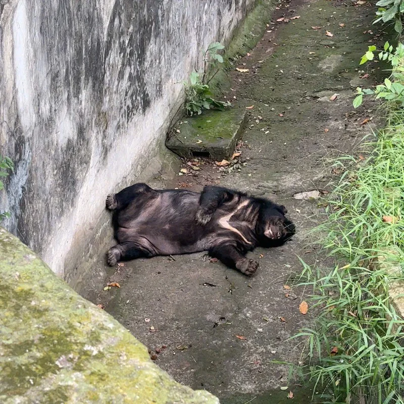 오늘 엄마랑 동물원 투어 🕷️ 거미는 무섭고, 🐘 코끼리는 웅장하고, 🦁 사자는 여유롭게 자고…
마지막 코스는 우리 집 강아지 ‘야생 버전’ㅋㅋ 체력 0%라 길바닥에서 기절샷 완성!!!! | KimNgan184